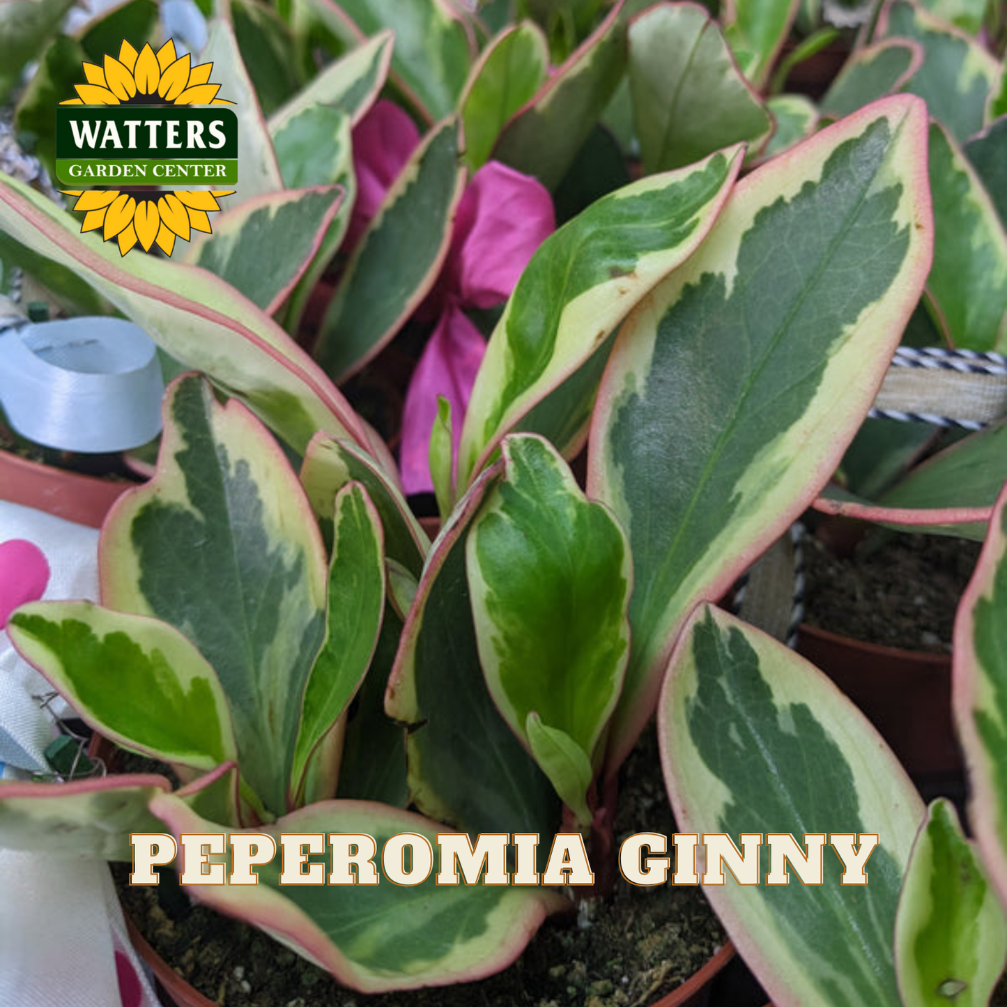 Peperomia Ginny plant with Watters Garden Center logo in the corner