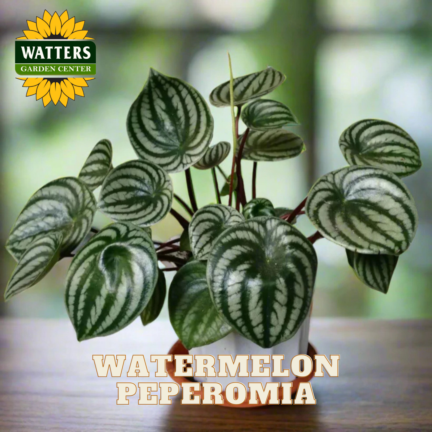 Potted Watermelon Peperomia plant with Watters Garden Center branding.