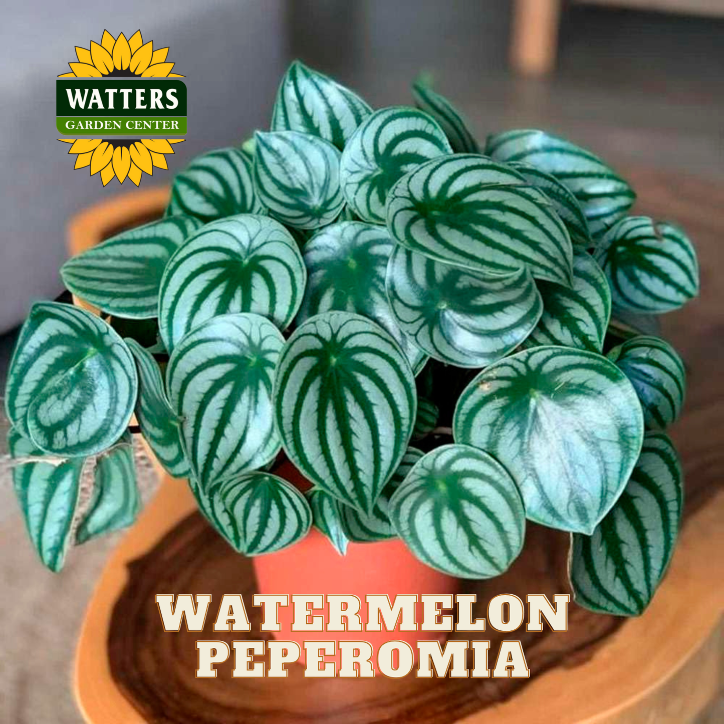 Potted Watermelon Peperomia plant with Watters Garden Center logo.
