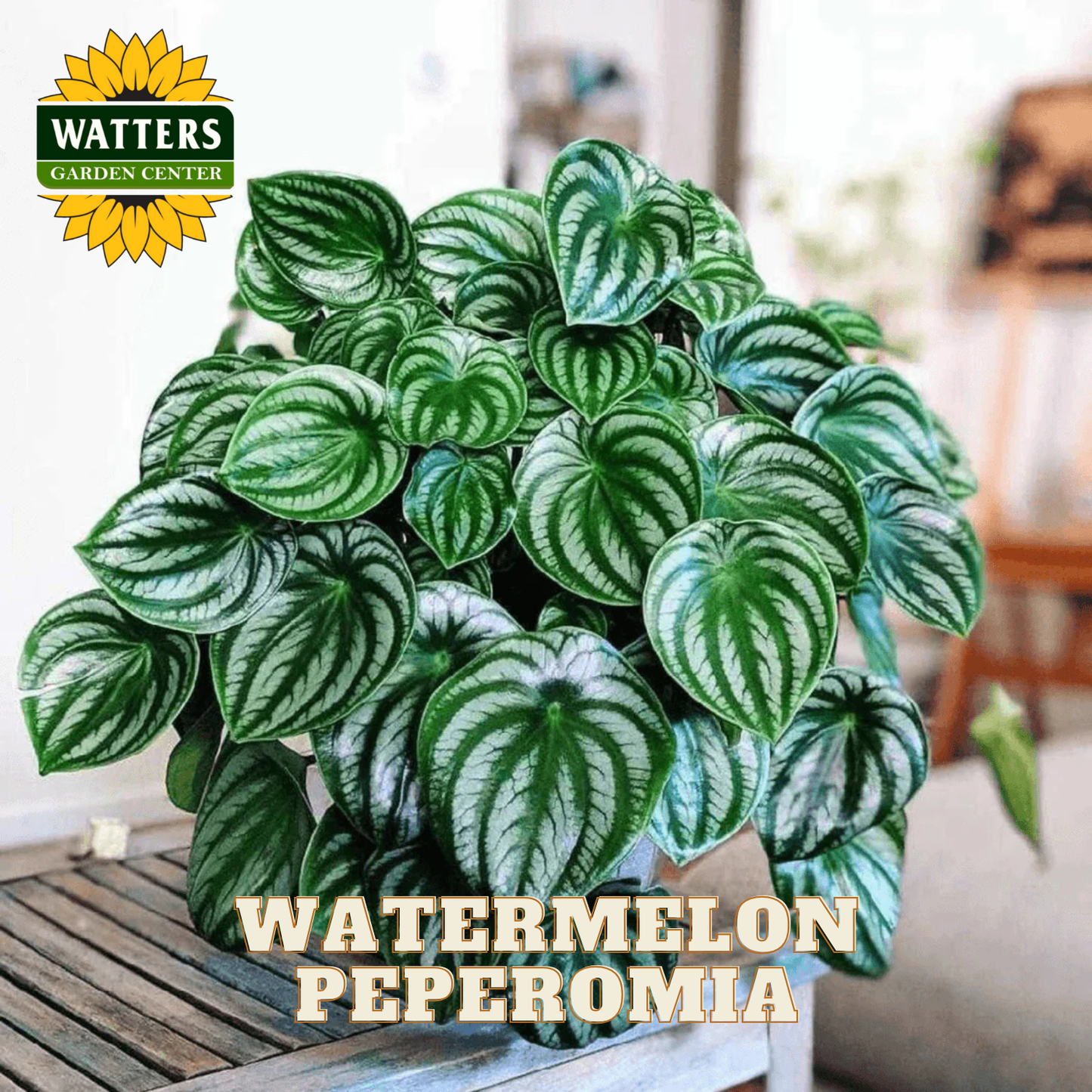 Watermelon Peperomia plant with Watters Garden Center logo