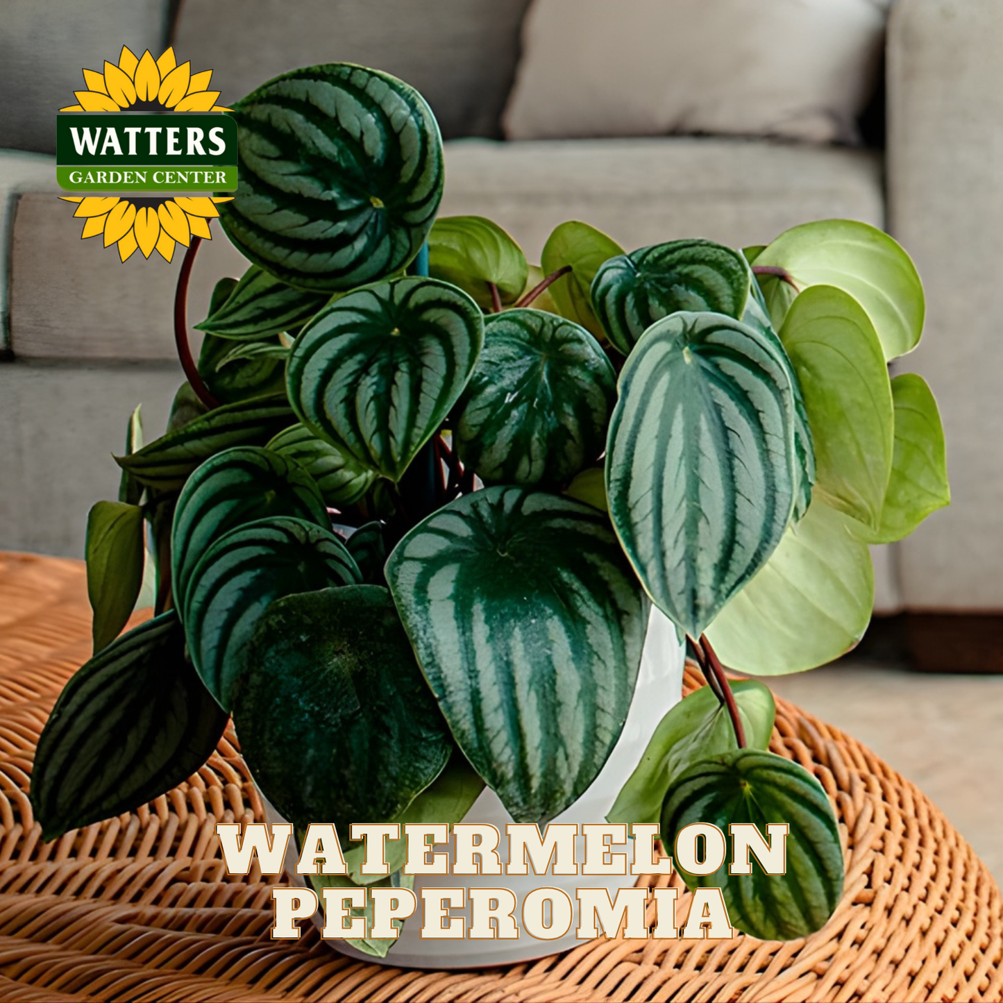 Potted Watermelon Peperomia plant on a woven table with Watters Garden Center branding.