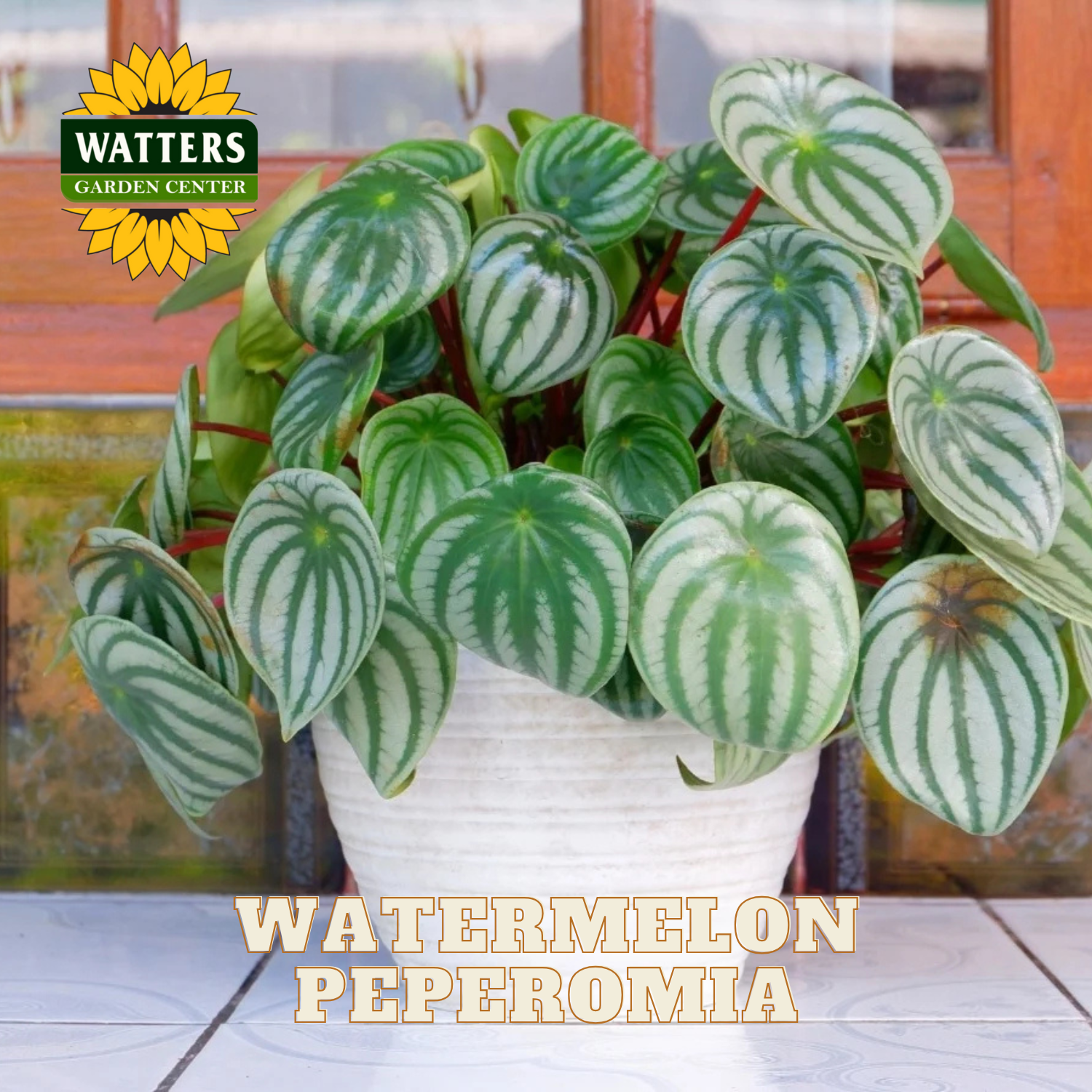 Potted Watermelon Peperomia plant with Watters Garden Center logo.