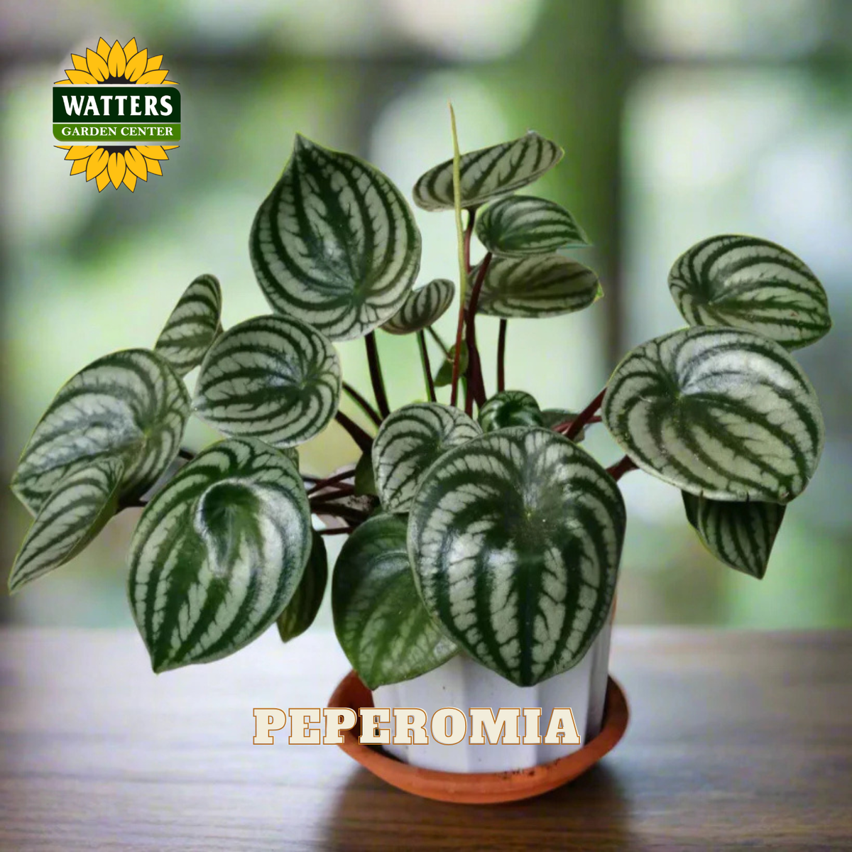 A potted Peperomia plant with heart-shaped green and silver striped leaves, shown in a white pot on a wooden surface with a blurred green background. A 'Watters Gardens Center' logo is visible in the top left, and 'PEPEROMIA' is written at the bottom.