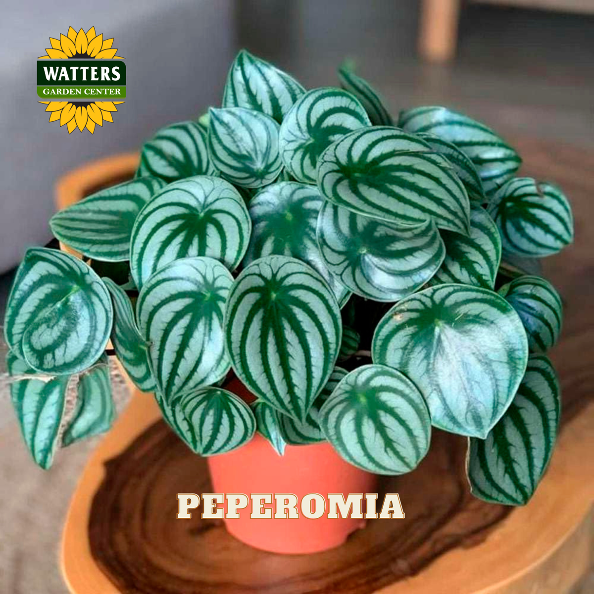 A potted Peperomia plant with variegated green and white striped heart-shaped leaves, shown in a terracotta-colored pot on a wooden surface. The Watters Gardens Center logo is in the top-left corner, and the word 'PEPEROMIA' is written at the bottom.
