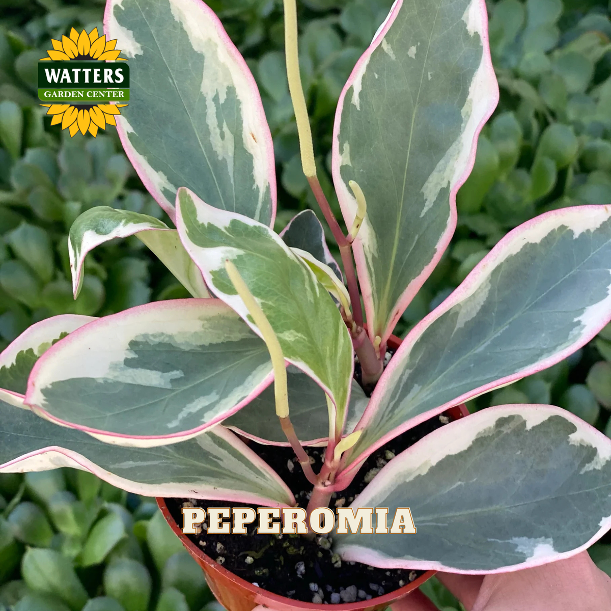 A variegated Peperomia plant in a small reddish-brown plastic pot, featuring green leaves with prominent white patches and pink margins, set against a background of similar green foliage. The 'Watters Gardens Centre' logo is visible in the top-left corner, and 'PEPEROMIA' is written in gold text at the bottom.