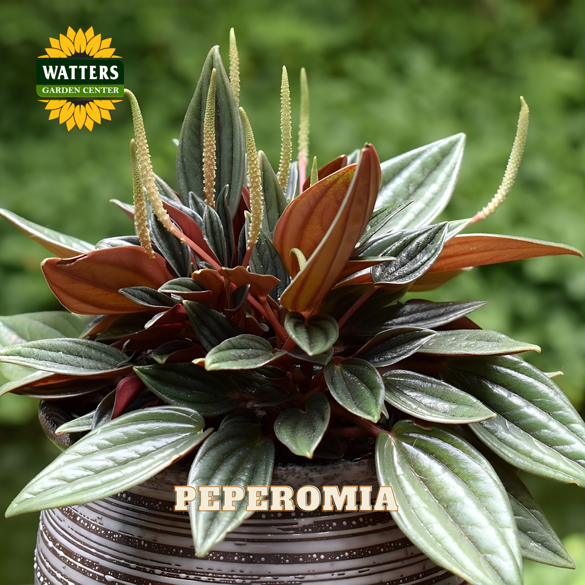 A potted Peperomia plant with glossy green and reddish-brown leaves, shown close up outdoors against a blurred green background. A Watters Gardens Center logo appears in the top left, and the word PEPEROMIA is printed across the lower center.