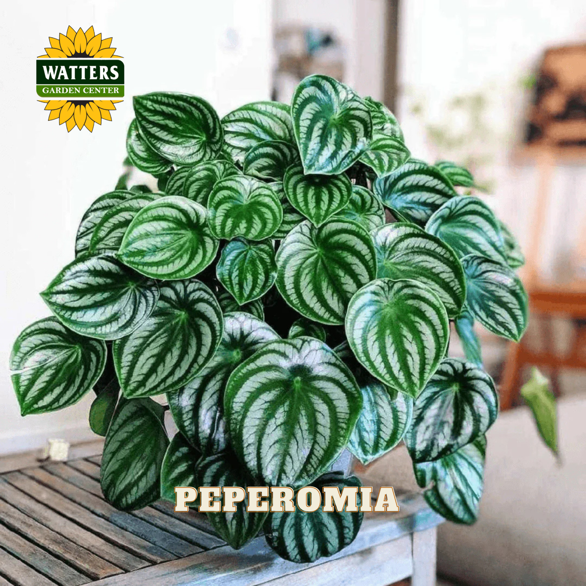 A potted Peperomia plant with heart-shaped green leaves featuring prominent white stripes, sitting on a wooden table in a blurred indoor setting. The Watters Gardens Center logo is visible in the top left, and the word 'PEPEROMIA' is written at the bottom.