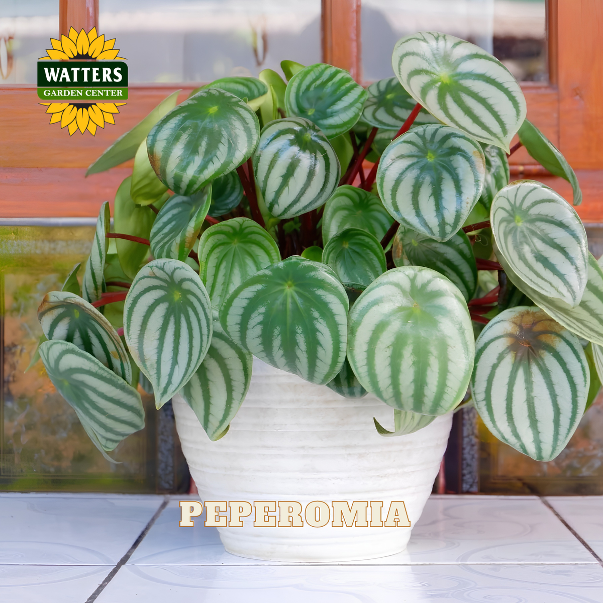 A potted Peperomia plant with variegated green and white striped leaves, in a white textured pot, set against a rustic wooden window background. The Watters Gardens Center logo is visible in the top left, and 'PEPEROMIA' is written at the bottom.