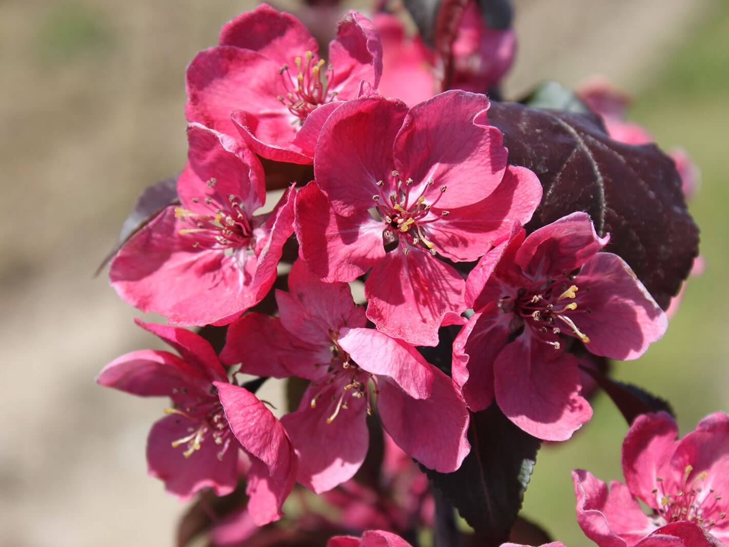 PERFECT PURPLE CRABAPPLE TREE 10gal