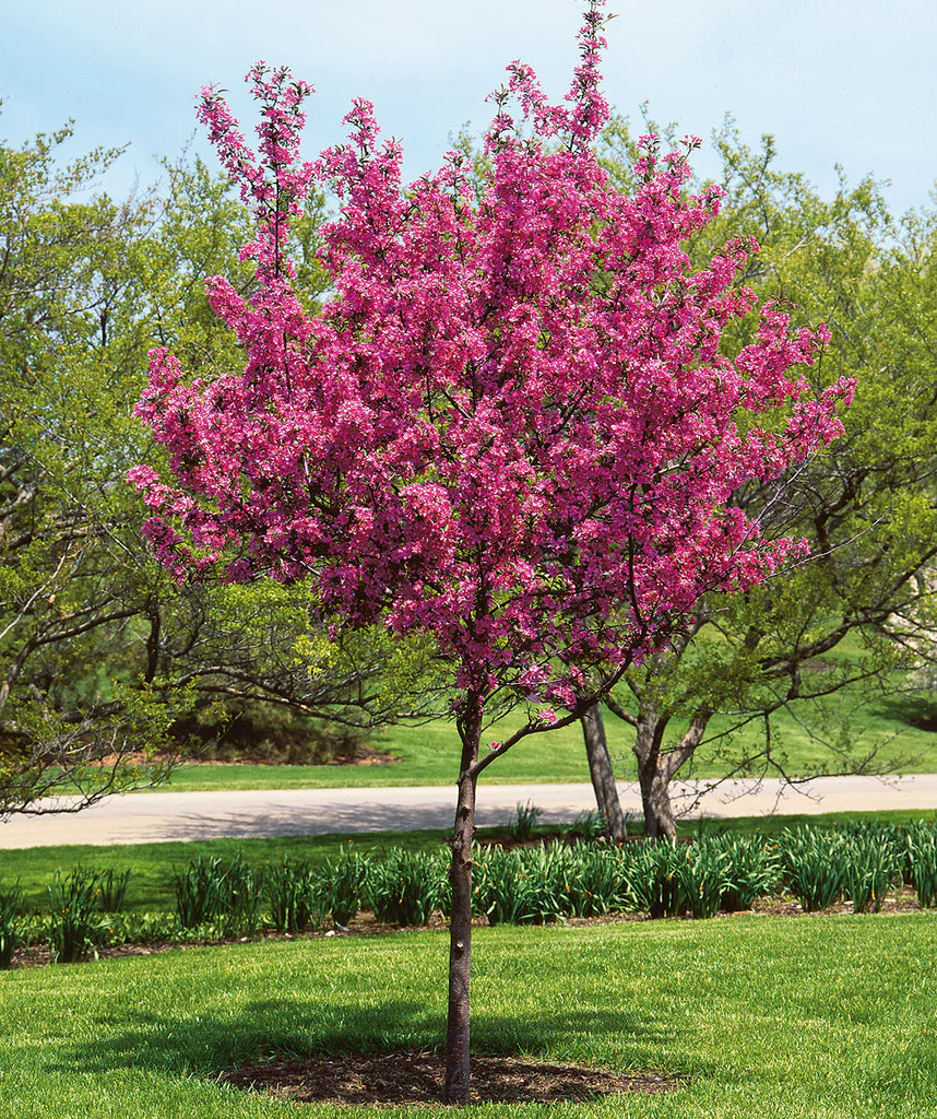 PERFECT PURPLE CRABAPPLE TREE 10gal