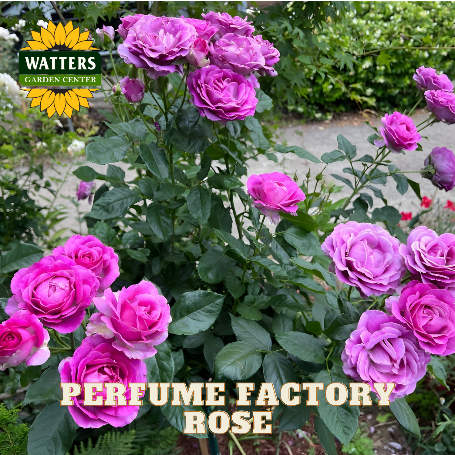 Pink roses with Watters Garden Center logo and 'Perfume Factory Rose' text.
