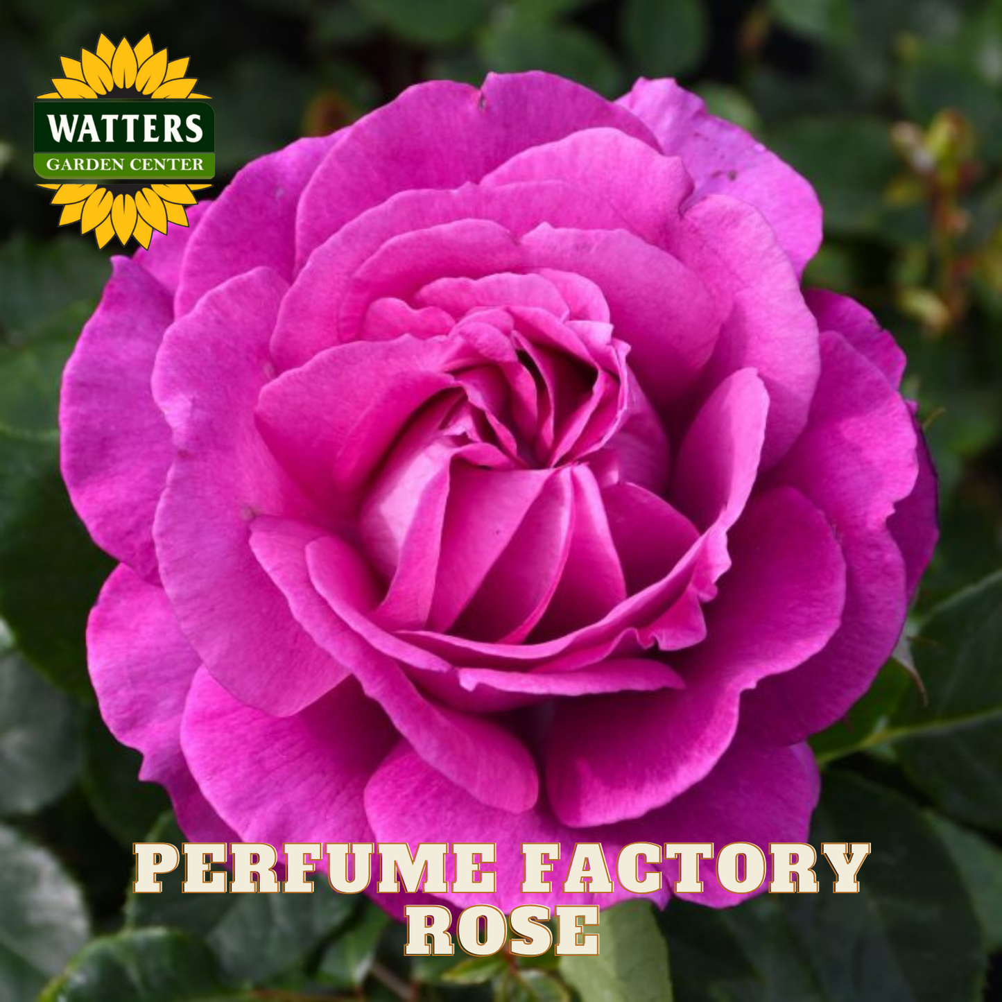 Close-up of a pink rose with 'Watters Garden Center' logo and 'Perfume Factory Rose' text.
