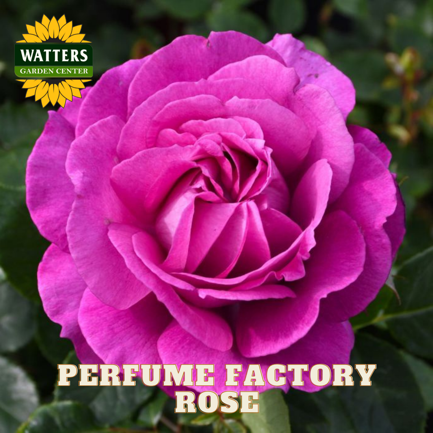 Close-up of a pink rose with 'Watters Garden Center' logo and 'Perfume Factory Rose' text.
