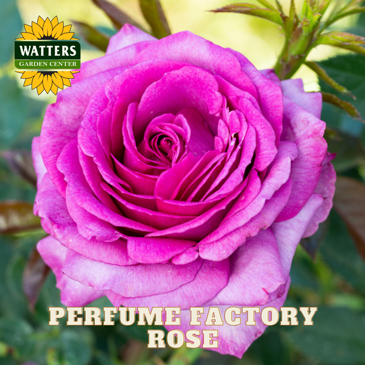Close-up of a pink rose with 'Watters Garden Center' logo and 'Perfume Factory Rose' text.