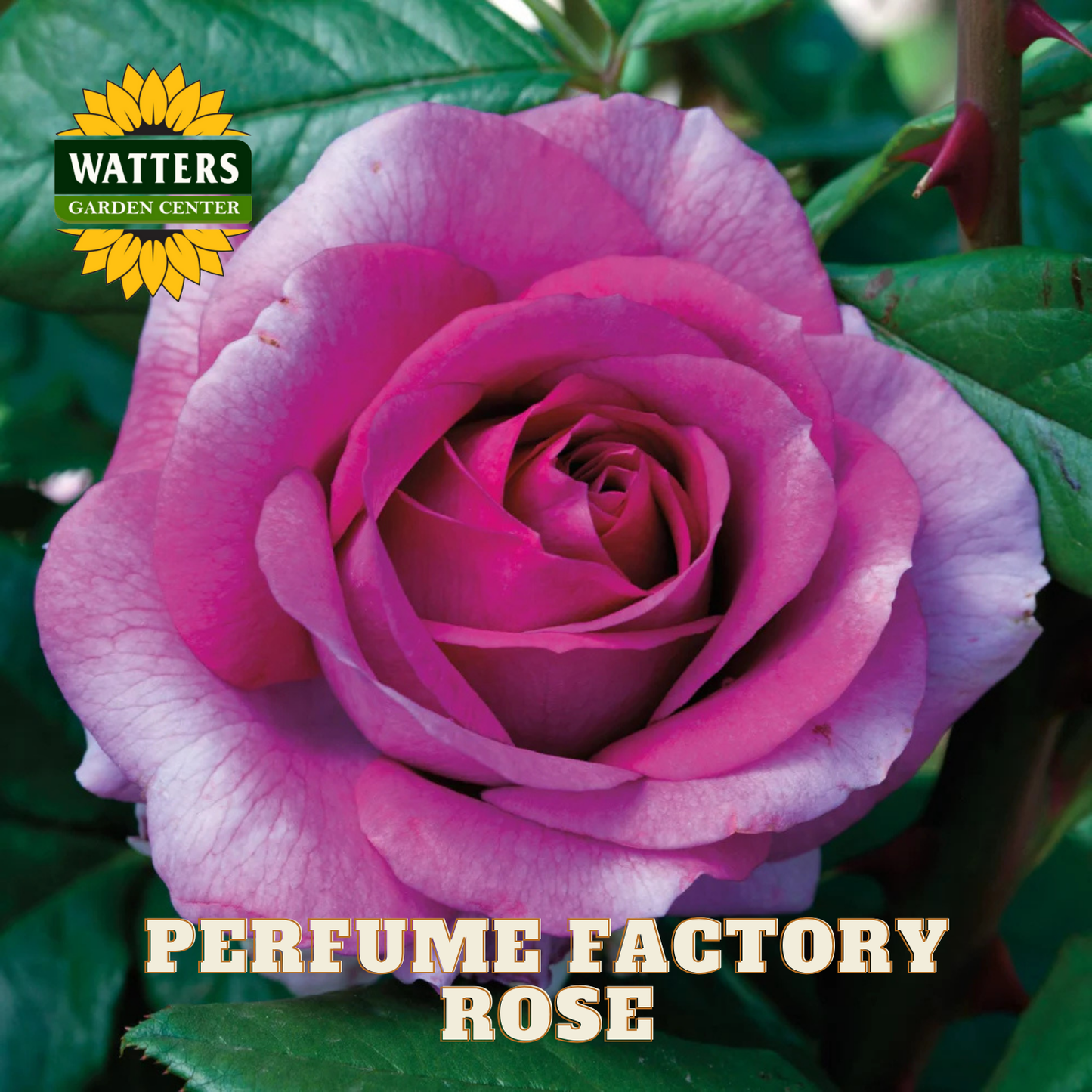 Pink rose with 'Watters Garden Center' logo and 'Perfume Factory Rose' text.