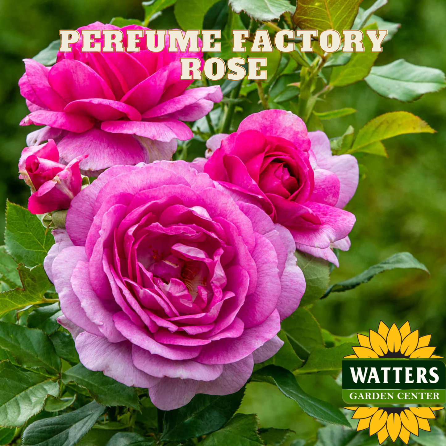 Pink roses with green leaves and 'Perfume Factory Rose' text, Watters Garden Center logo.