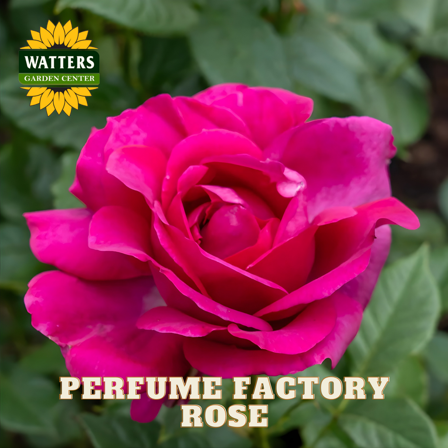 Pink rose with 'Watters Garden Center' logo and 'Perfume Factory Rose' text.