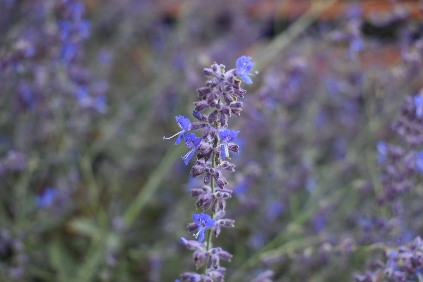 LITTLE SPIRES RUSSIAN SAGE 1gal