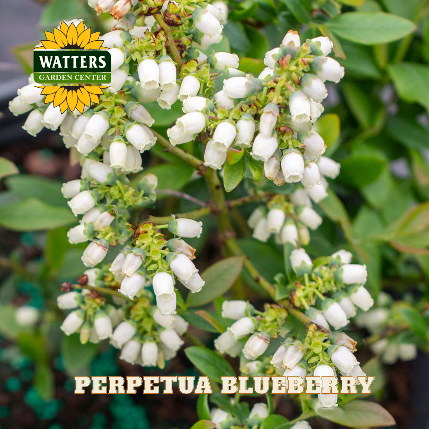 Perpetua Blueberry - 1 gal