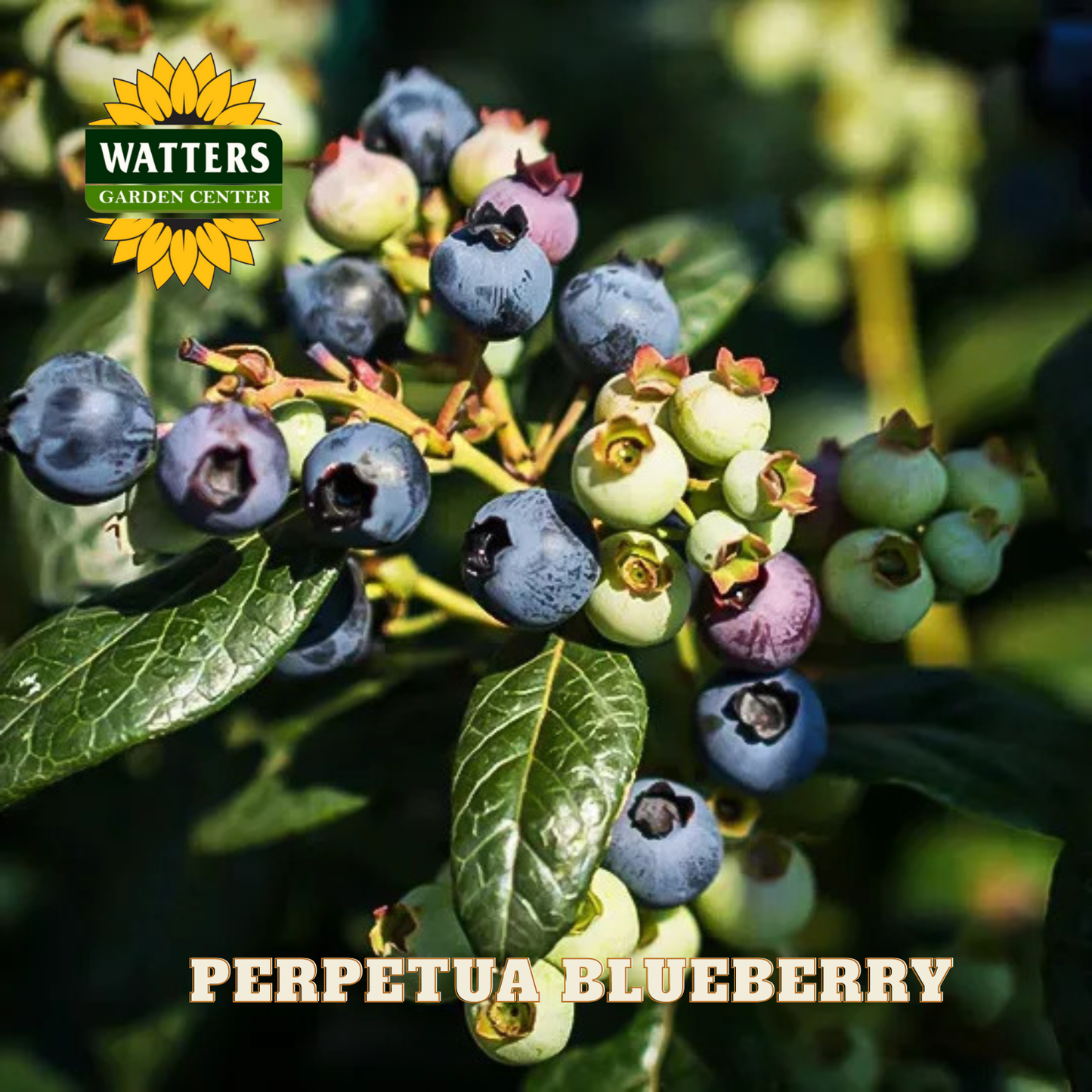 Perpetua Blueberry - 1 gal