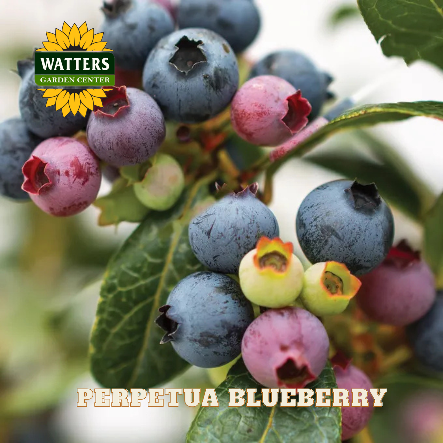Perpetua Blueberry - 1 gal