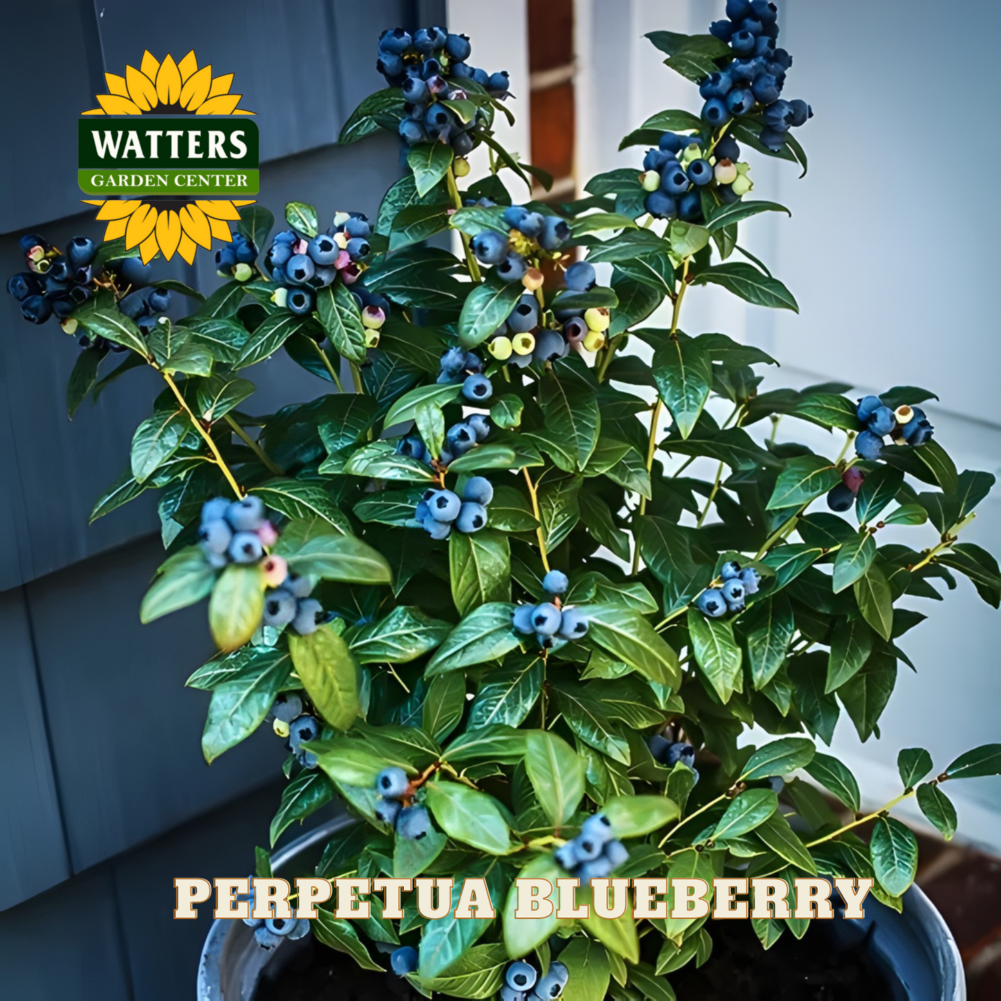 Perpetua Blueberry - 1 gal