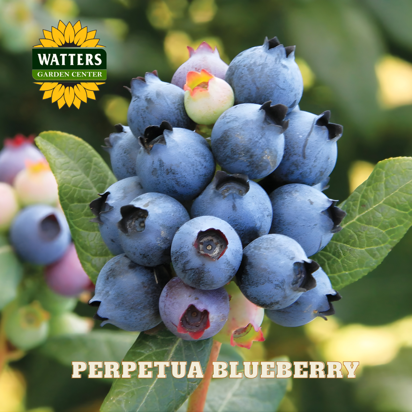 Perpetua Blueberry - 1 gal