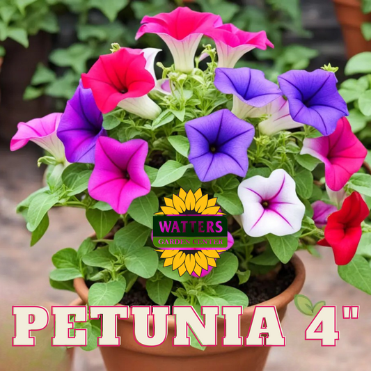 ASSORTED PETUNIAS 4in