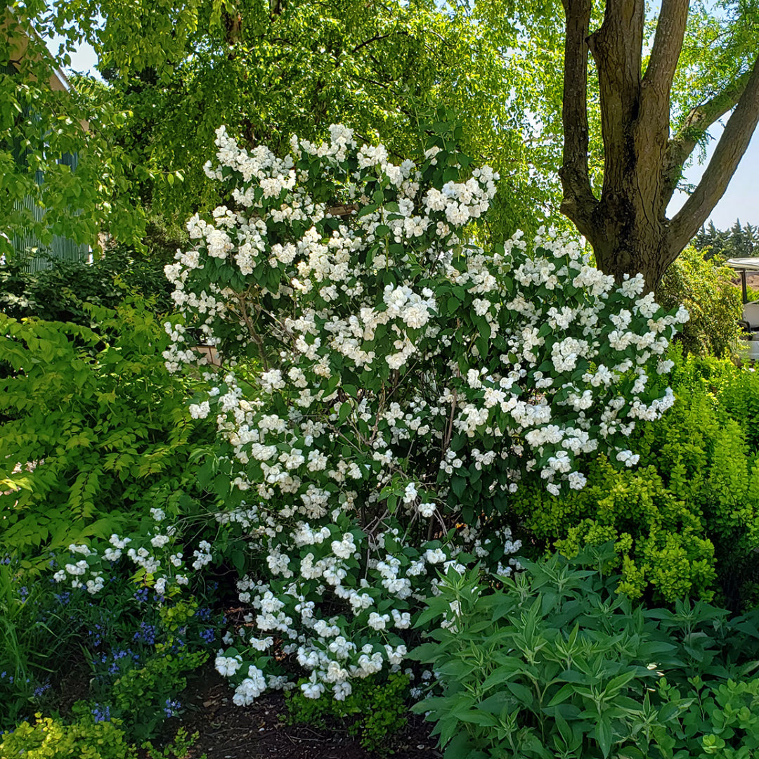 MOCK ORANGE 3gal