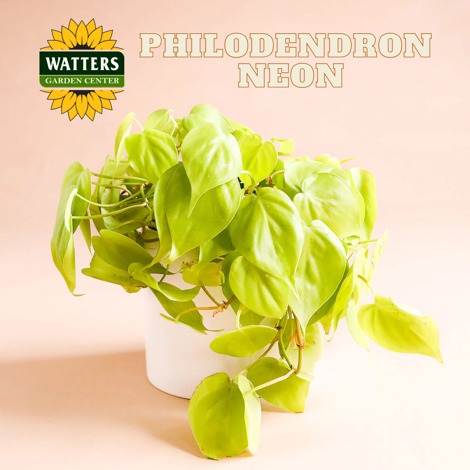 Potted Philodendron Neon plant with Watters Garden Center logo on a beige background