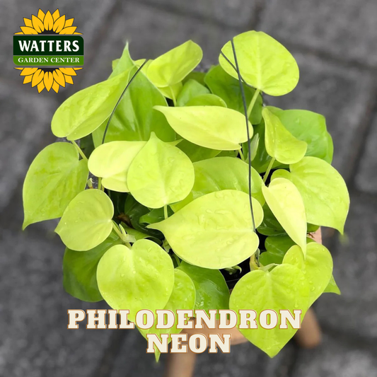 Philodendron Neon plant with Watters Garden Center logo on a dark background