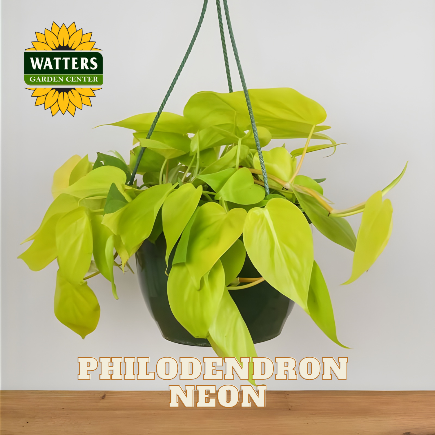 Hanging potted plant with 'Watters Garden Center' logo and 'Philodendron Neon' text.