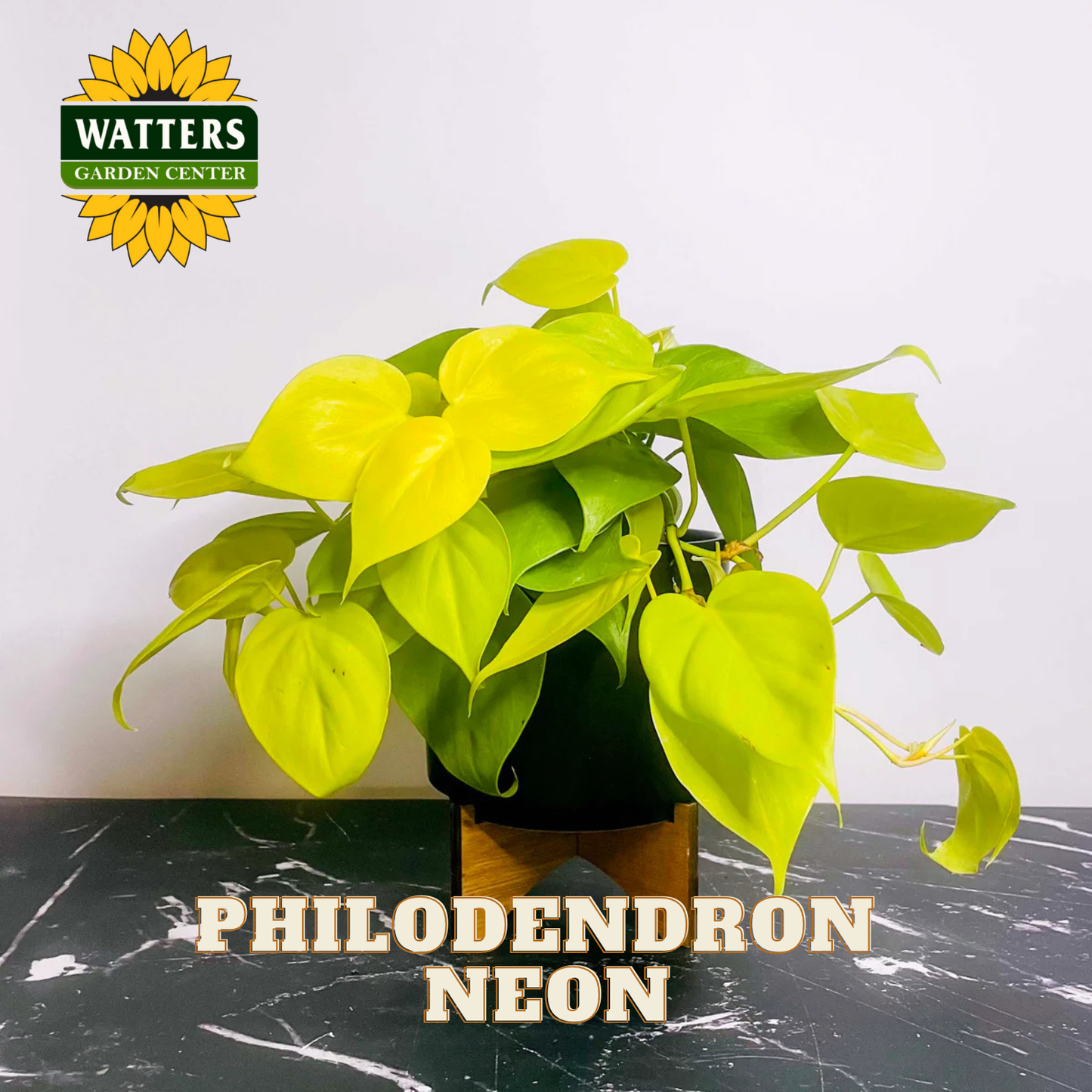 Potted Philodendron Neon plant on a black surface with Watters Garden Center logo.