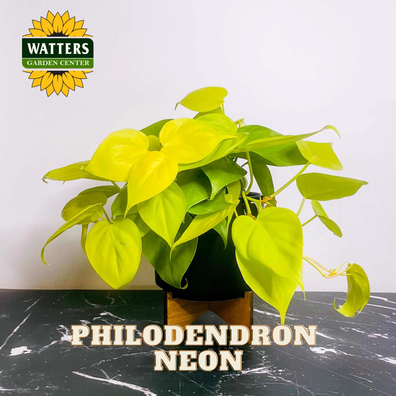 Potted Philodendron Neon plant on a black surface with Watters Garden Center logo.