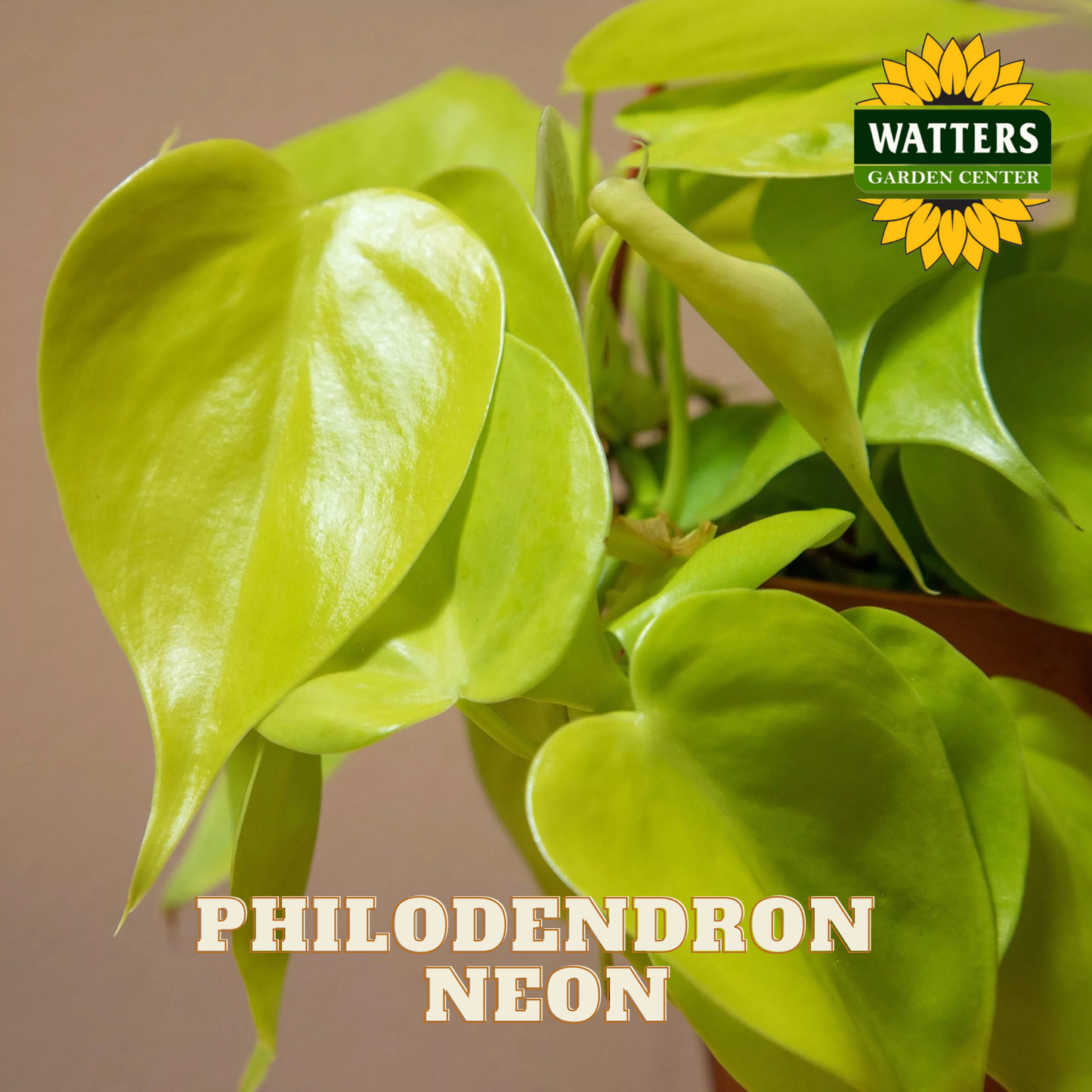 Philodendron Neon plant with Watters Garden Center logo