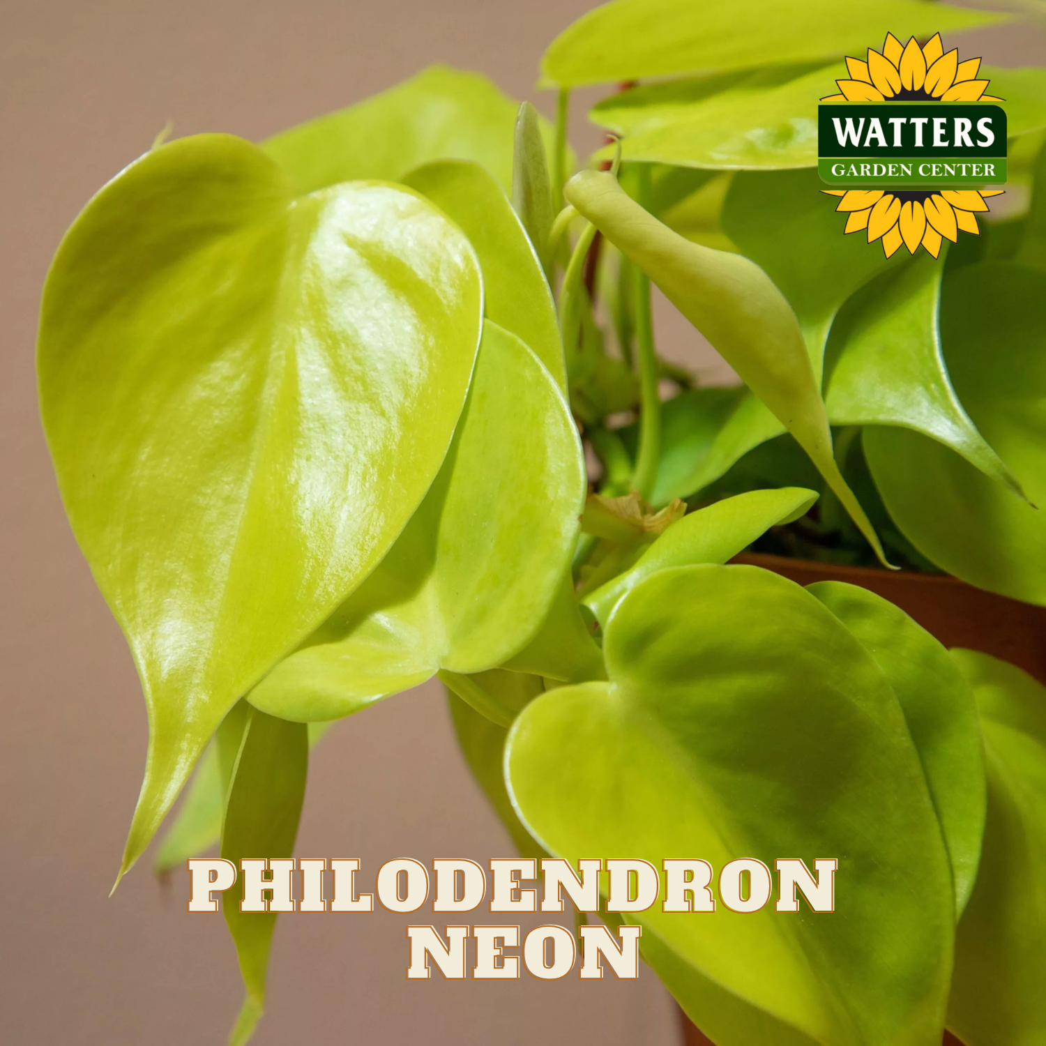 Philodendron Neon plant with Watters Garden Center logo