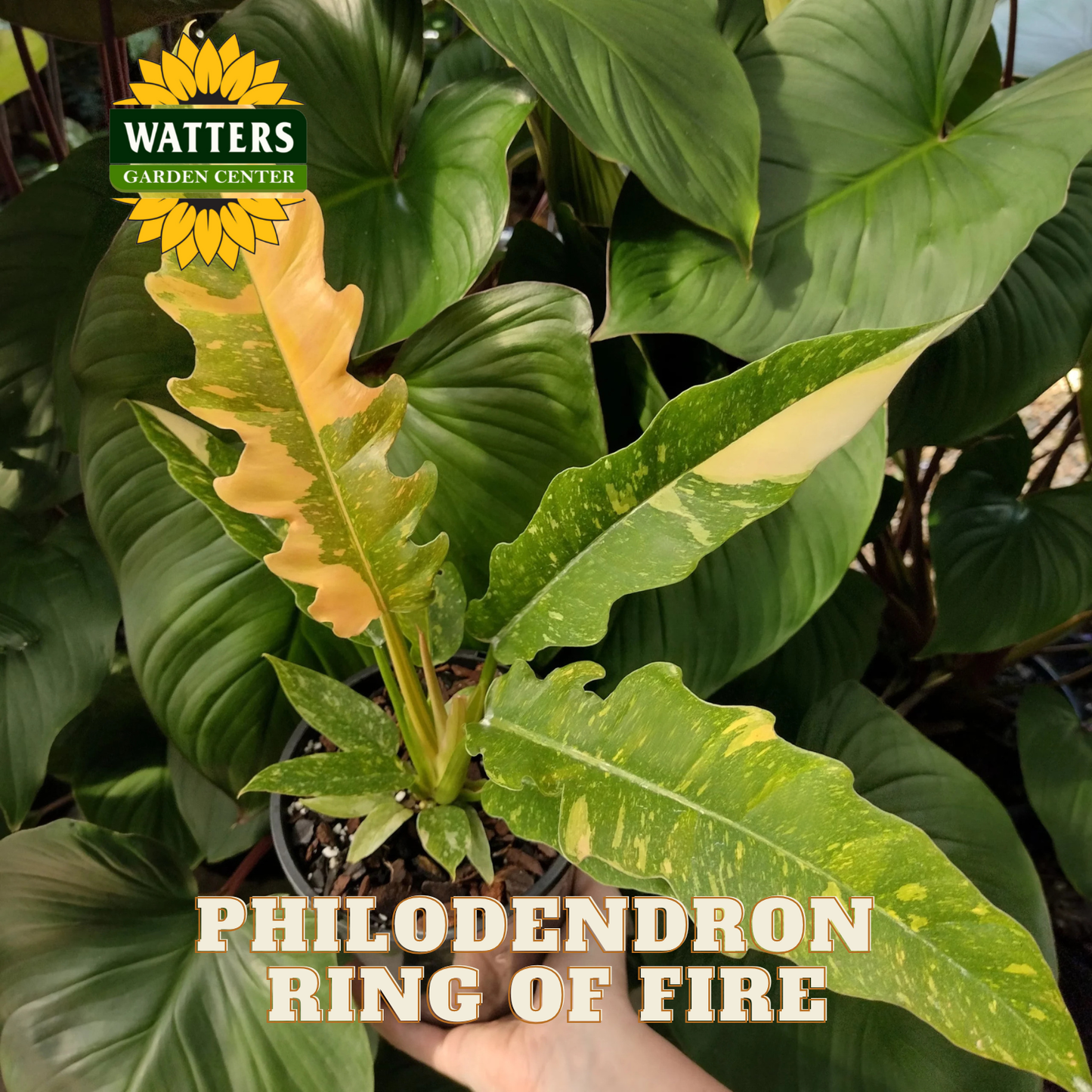Philodendron Ring of Fire plant held by a hand with Watters Garden Center branding.