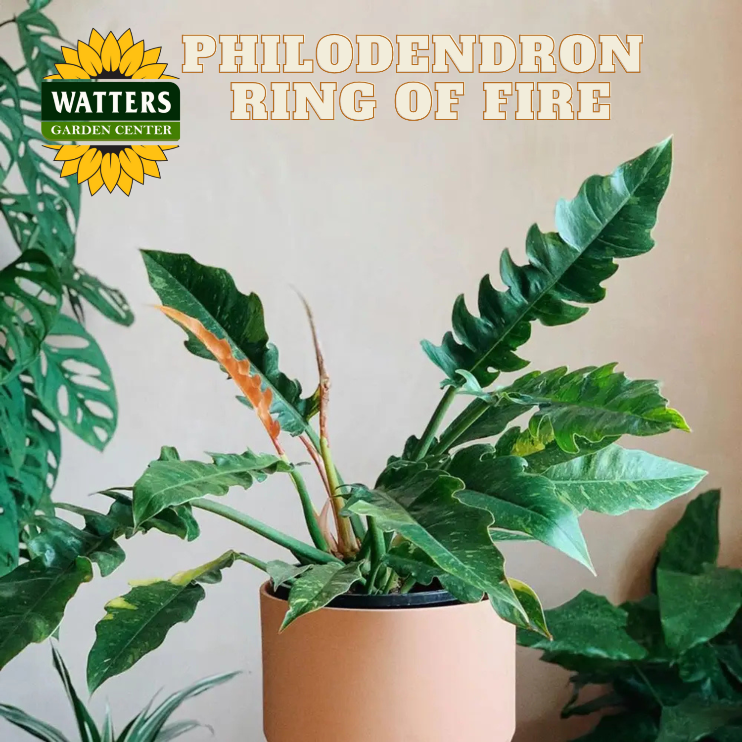 Potted Philodendron Ring of Fire plant with Watters Garden Center branding.