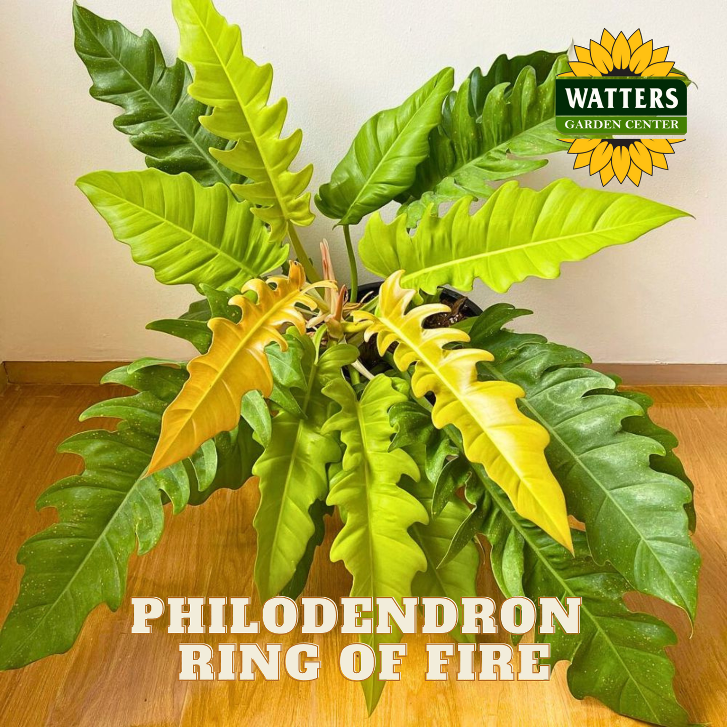 Philodendron Ring of Fire plant with Watters Garden Center logo