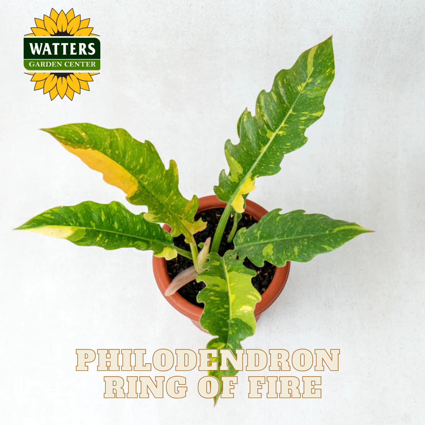 Potted Philodendron Ring of Fire plant with Watters Garden Center logo on a white background