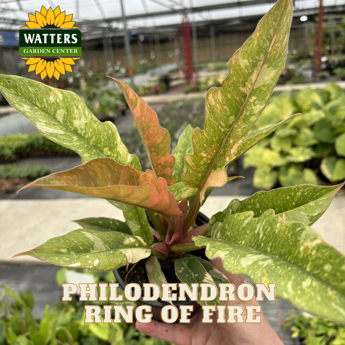 Philodendron Ring of Fire plant held by a hand in a greenhouse setting with Watters Garden Center branding.