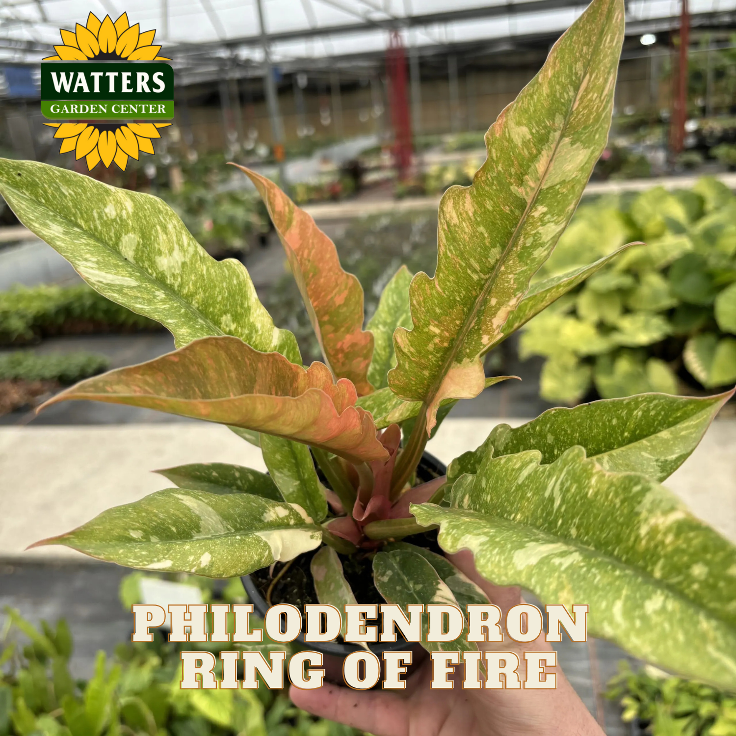 Philodendron Ring of Fire plant held by a hand in a greenhouse setting with Watters Garden Center branding.