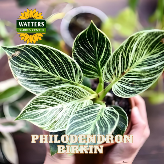 Hand holding a Philodendron Birkin plant with Watters Garden Center branding.