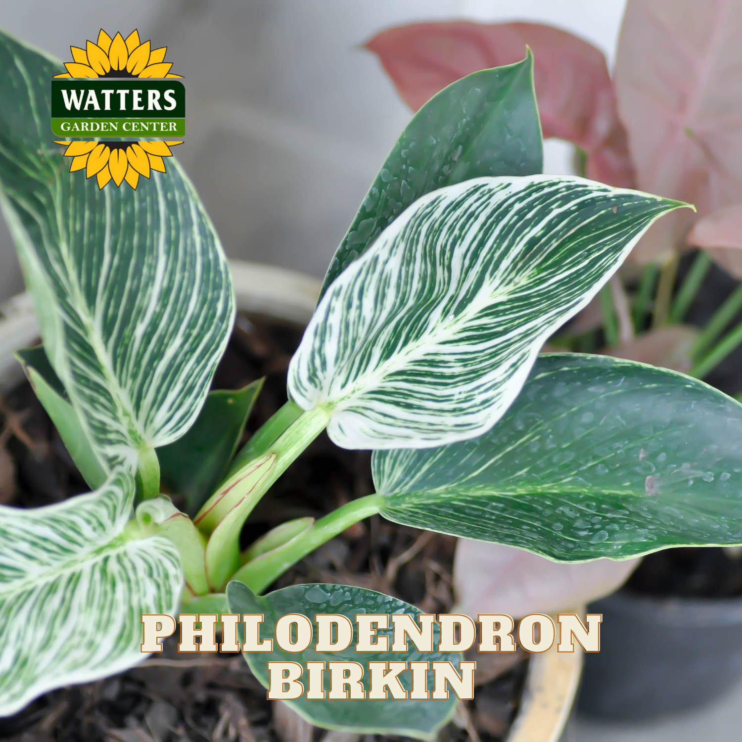 Philodendron Birkin plant with Watters Garden Center logo