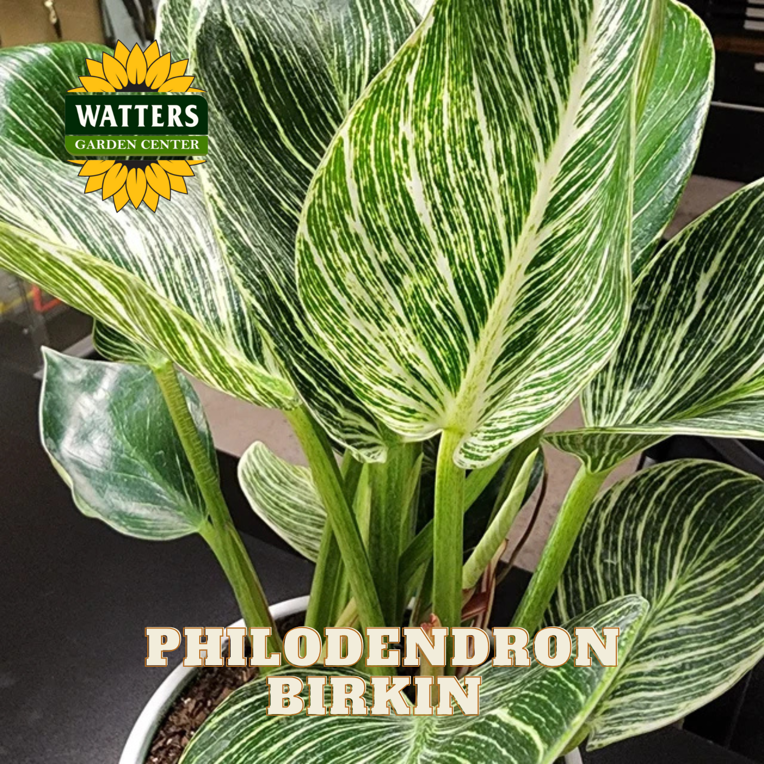 Potted Philodendron Birkin plant with Watters Garden Center logo.