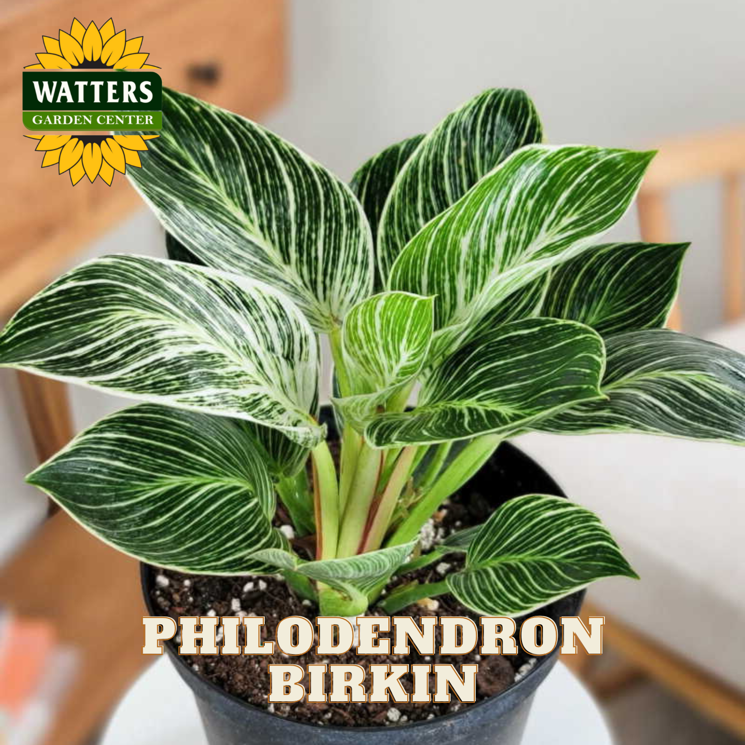 Potted Philodendron Birkin plant with Watters Garden Center logo