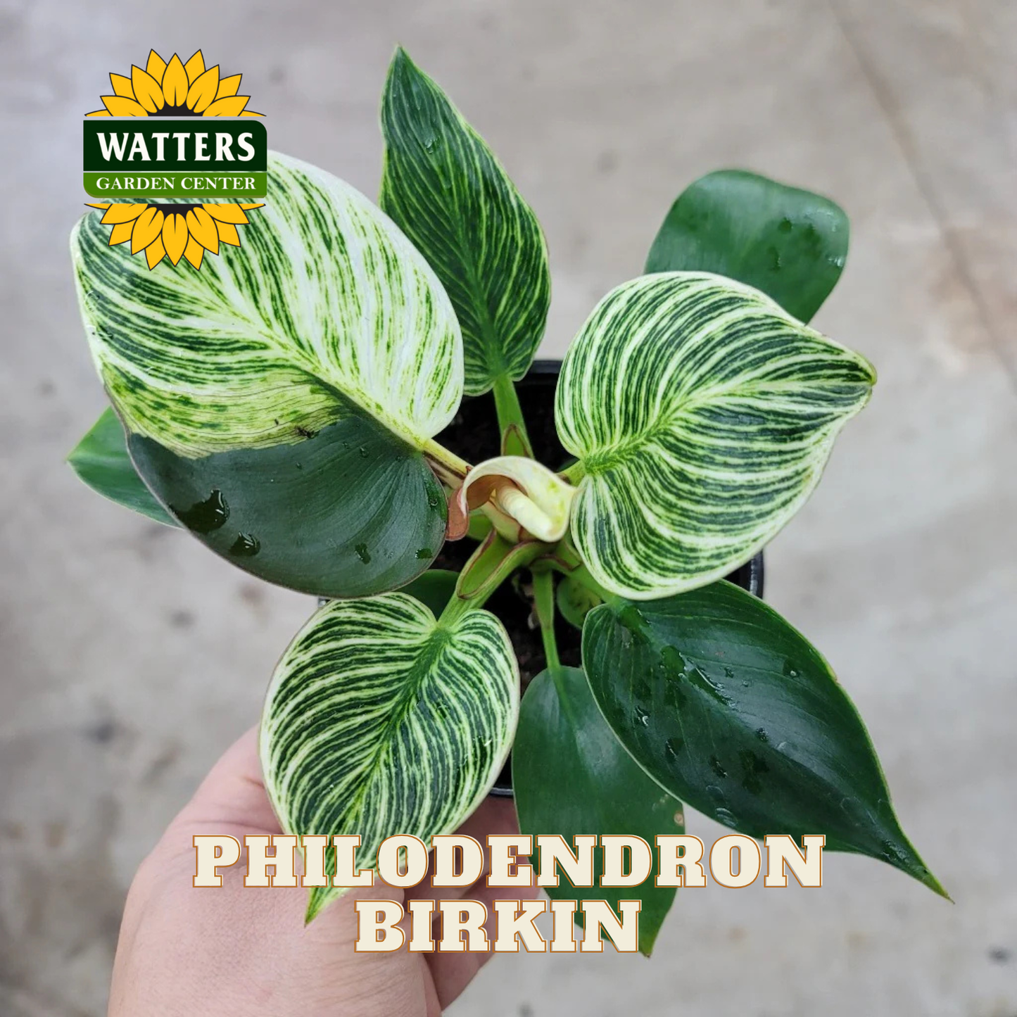 Hand holding a Philodendron Birkin plant with Watters Garden Center logo.