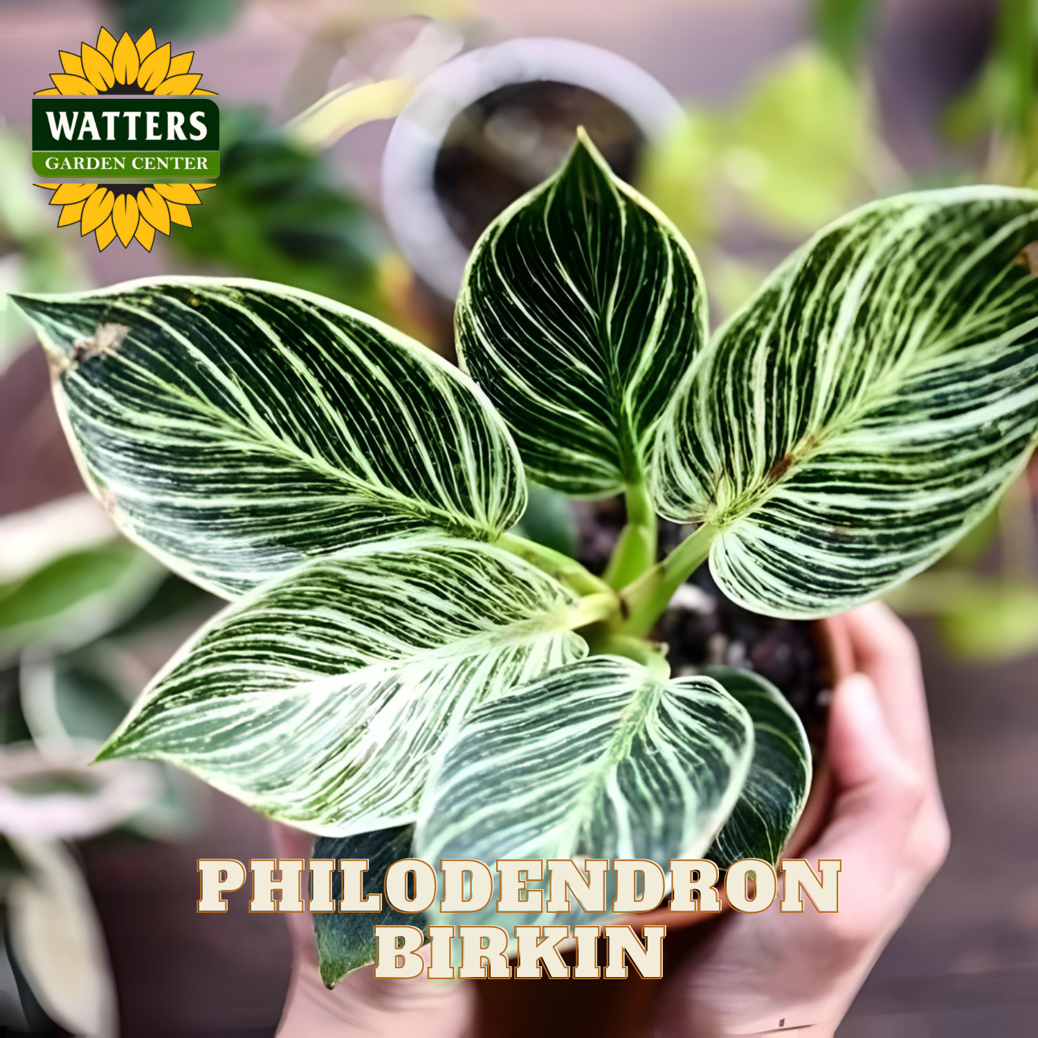 Philodendron Birkin plant held by a hand with Watters Garden Center branding.