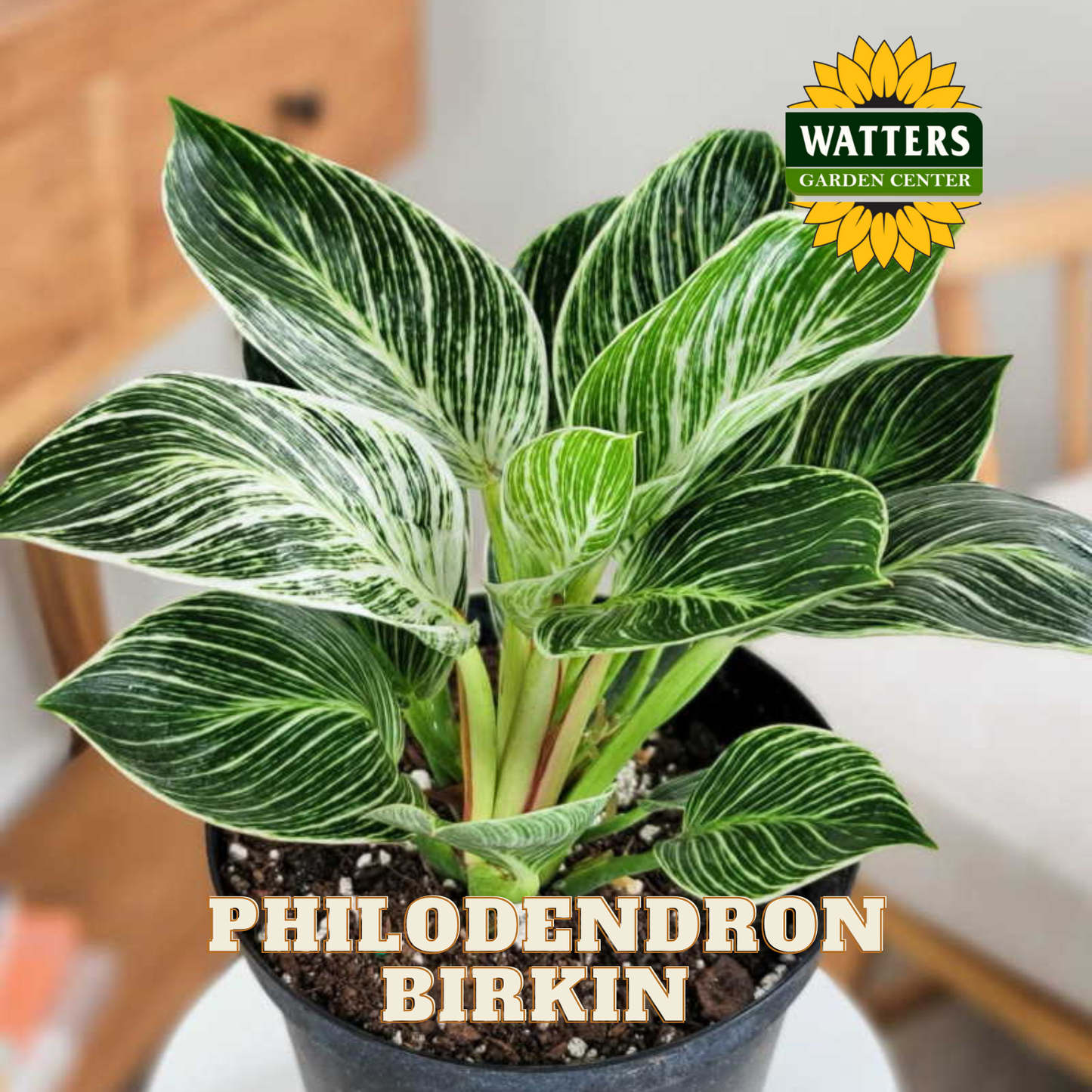 Potted Philodendron Birkin plant with Watters Garden Center branding.