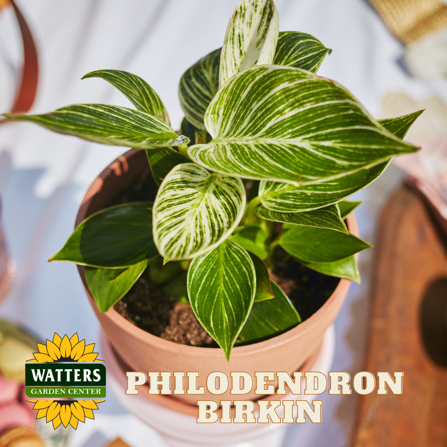 Potted Philodendron Birkin plant with Watters Garden Center logo